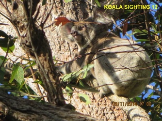 12_Koala 1 of 4 sighted concurrently_9Nov2014.jpg